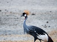 Vogels Kraanvogel